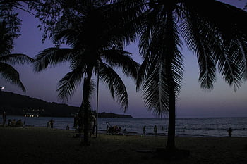 palm tree silhouettes, twilight beach, serene evening, Phuket Thailand, body of water, calming scene, beach sunset, tropical beach, evening beach, beach palm trees, twilight scene