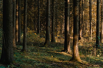 scena leśna, wysokie drzewa, jesienne odcienie, spokojny las, miłośnicy natury, brązowe drzewa, lesisty teren, spadek kolorów, naturalne piękno, fotografia plenerowa, pnie drzew
