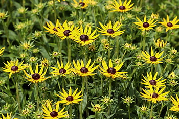 rudbeckia, Cappello da sole ordinario, mare di fiori, fioritura, fiori gialli, bellissimi fiori, germoglio, sfondo di fiori, prato fiorito, campo, carta da parati floreale