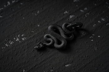 black snake, coiled snake, dark surface, close-up snake, snake texture, black reptile, ground snake, snake coil, snake contrast, textured surface, dark snake