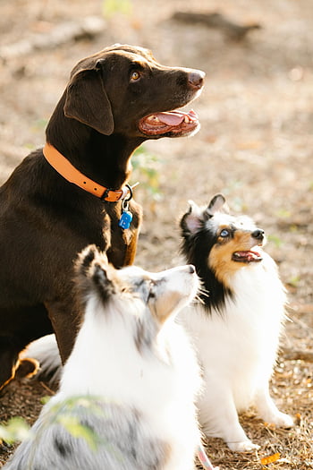 Labrador, Collies, purebred dogs, countryside, sunlit park, adorable dogs, sitting dogs, outdoor dogs, attentive dogs, pet photography, dog breeds