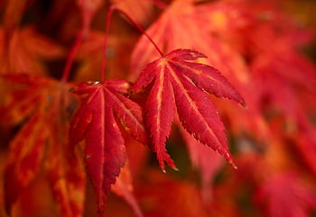 autumn, maple Leaves, maple Tree, foliage, nature, fall
