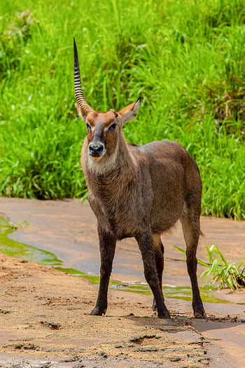 kobyłka wodna, antylopa, safari, zwierzę, dzikiej przyrody, ssak, dziki, pustynia, sawanna, Natura, Kidepo