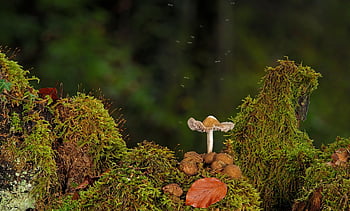 houba, les, mech, bezcenný materiál, Příroda, bovist