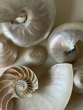 skořápky nautilus, Top View Shells, Přírodní perlové odstíny, Podrobný detail, krásně uspořádané, nautilus shell, Pearl odstíny, Detailní skořápky, uspořádání skořápky, Nautilus detail, Detail shell