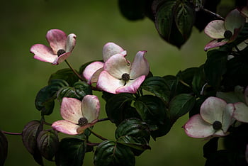 Hartriegel, schöne Blumen, Blumentapete, Blumen, Blätter, Ast, Baum, Buchse, Laub, blühen, blühende Pflanze