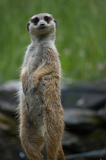 ζώο, φύση, meerkat, ΖΩΟΛΟΓΙΚΟΣ ΚΗΠΟΣ, suricata suricatta, θηλαστικό ζώο, άγρια ​​ζωή, πανίδα, ερημιά, μαγκούστα