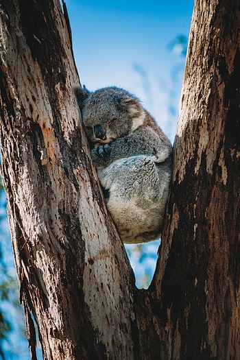 koala, træ, dyr, Australien, natur, nuttet, dyreliv, eukalyptus, yndig, hjemmehørende