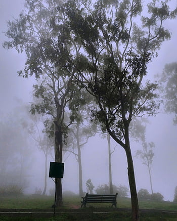 Parco coperto di nebbia, mattino nebbioso, Bengaluru Park, alberi stagliati, panchina, Atmosfera serena, paesaggio nebbioso, scena all'aperto, fotografia naturalistica, ambientazione pacifica, nebbia mattutina