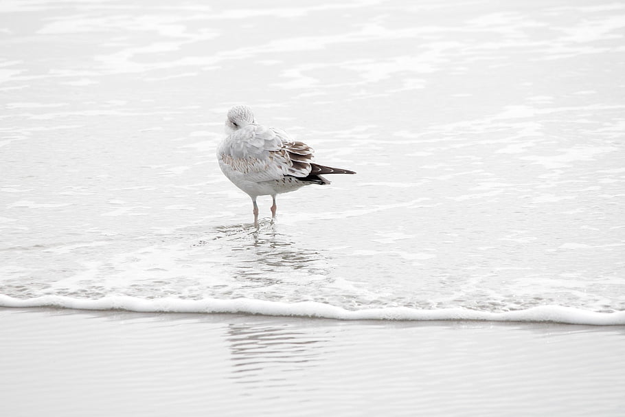 seagul, bird, beach, water Bird, animal, water, plumage, feathers, beak, animal World, nature