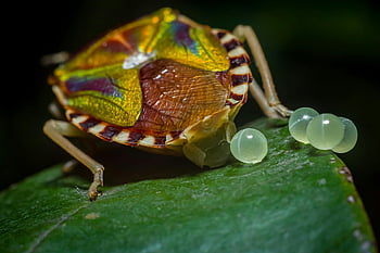 štít chyba, barevný brouk, zblízka střílel, vajíčka hmyzu, zelený list, makro fotografie, fotografování hmyzem, fotografování přírody, vajíčka štítovky, Bug On Leaf, barevný hmyz