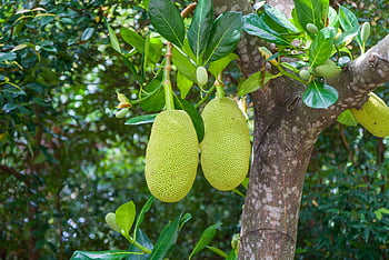 green jackfruits, tree, tropical environment, lush green leaves, vibrant jackfruit, hanging fruit, tropical fruit, green fruit, jackfruit tree, tropical leaves, fruit tree