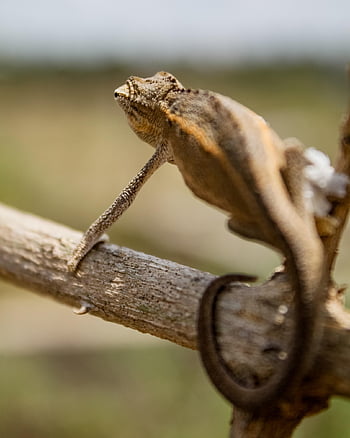 chameleón, maskovat, dřevo, zvíře, plaz, ještěrka, volně žijících živočichů, divoký, exotický, tropický, fauna