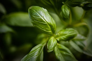 basilico, erbe aromatiche, natura, pianta, le foglie, verdura, cibo, spezie, salutare, ingrediente, fresco