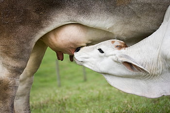 cow, calf, suckling Calf, udder, agriculture, suckling, cattle, milk, animal, pasture, nature