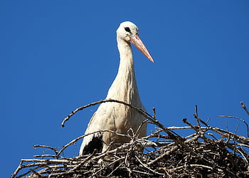 stork, ciconia Ciconia, bird, long Beak, wings, ornithology, nature, big Bird
