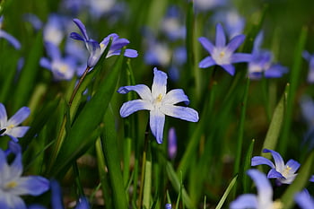 blue Star, flower, plant, scilla, spring Flower, blossom, bloom, asparagus Plant, ornamental Plant, harbinger Of Spring, nature