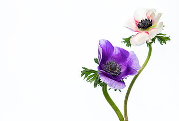 isolato, fiore, sfondo, bianca, minimo, copia spazio, pianta, fioritura, anemone, floreale, ancora