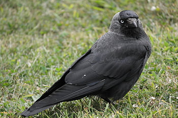 küçük karga, kuş, kuzgun kuş, corvus monedula, siyah, gaga, yaban hayatı, tüyler, corvids, yaramaz, yem arama