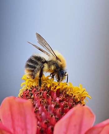 insekt, entomologi, Bie, pollinering, dyreliv, vill bi, nærbilde, blomstre, blomst, makro, hage