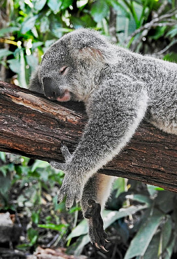koala, spící koala, ospalý, unavený, podřimuje, omdlel, v bezvědomí, vyčerpaný, relaxační, koala relaxuje, Austrálie