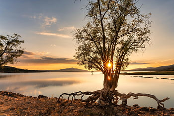 tree, sunrise, sun, sun Rays, water, reservoir, marsh, peace, nature, calm