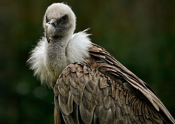bird, vulture, ornithology, species, fauna, avian, animal, beak, wildlife, eurasian Griffon Vulture, griffon Vulture
