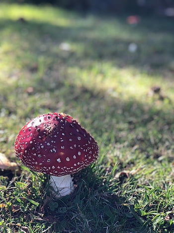 mushroom, fly Agaric, fungus, fungi, toadstool, fly Amanita, red Mushroom, poisonous, nature, closeup, fairy