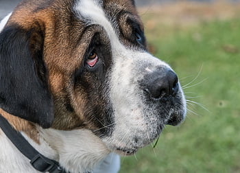 st, bernard, purebred, rescue, animal, mountains, pet, nature, large, dog