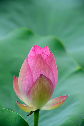 pink lotus bud, vibrant green leaves, tranquility, purity, close-up, selective focus, pink flower, lotus flower, nature photography, floral photography, serenity