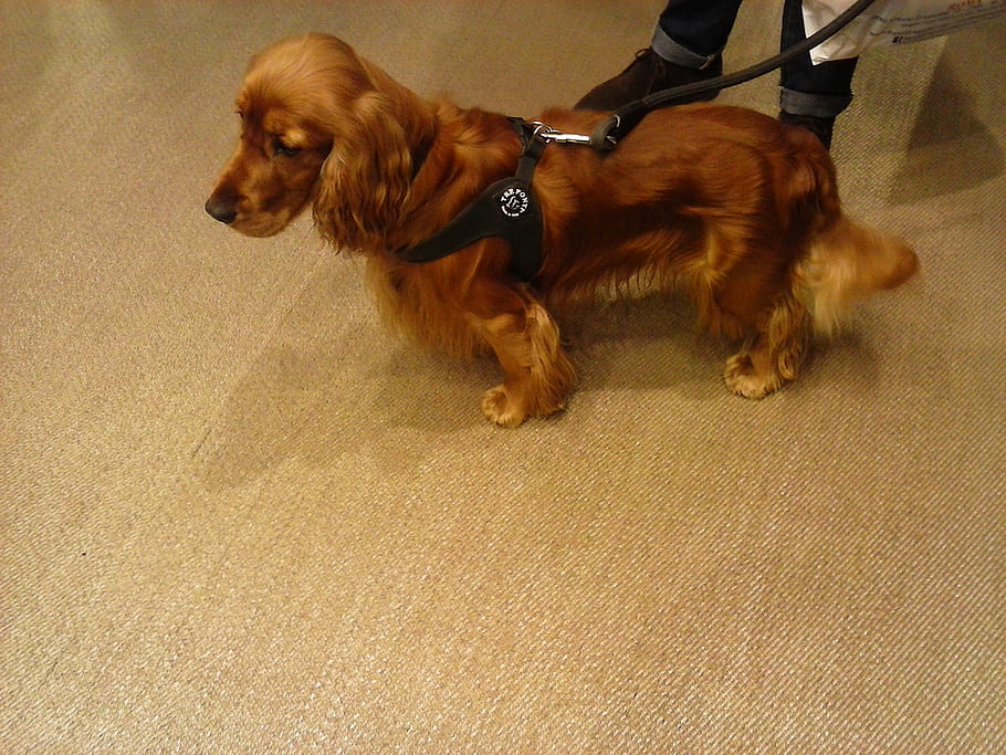 dog, brown, leash, carpet, indoor, pet, animal, standing, collar, fur, fluffy
