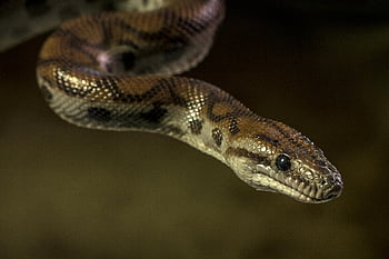 brown and black snake, close-up photography, python snake, natural outdoor setting, striking features, detailed close-up, snake head, snake scales, snake eyes, outdoor snake, brown snake
