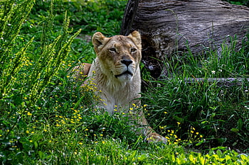 dişi aslan, aslan, kedi, çimen, doğa, yaban hayatı, memeli, yırtıcı hayvan, hayvan, Afrika, fauna