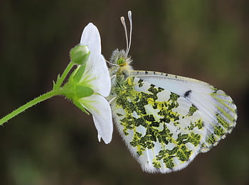 orange-tip, flower Wallpaper, butterfly, flower, flower Background, beautiful Flowers, insect, wings, antennae, plant, garden