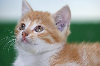 kucing, anak kucing, kucing liar, membelai, gilnyangyi, hewan peliharaan, hewan, bayi kucing, imut, alam, meong