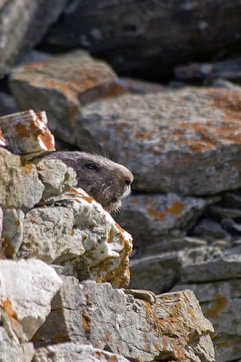mormota, állat, természet, növényevő, rágcsáló, fej, alpesi fauna, földi mókusok, emlős, szőrme, rejtett