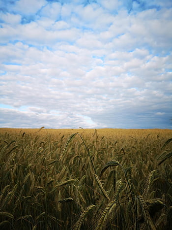 rye, field, farm, plants, crop, plantation, farmland, cropland, countryside, landscape, nature