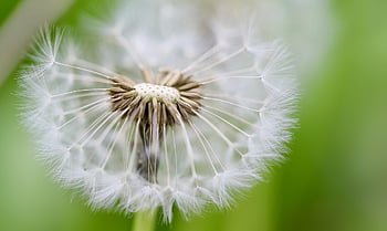dandelion, flying Seeds, seeds, pointed Flower, faded, plant, wildflowers, nature, seed Umbrella