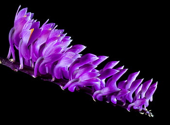 purple orchid flowers, vibrant purple orchid, close-up orchid, black backdrop, striking orchid, purple flowers, orchid flower, floral photography, purple blooms, high contrast flowers, dark background flowers