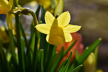 narcisy, velikonoční zvony, žluté narcisy, jarní květiny, jaro, předzvěst jara, žluté květy, květ, rostlin, Příroda