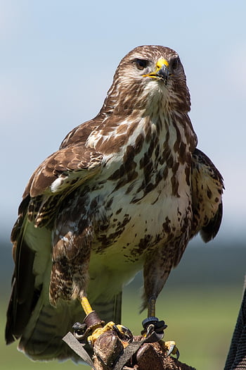 buzzard, bird, perched, common Buzzard, birds Of Prey, raptor, animal, feathers, plumage, beak, bill