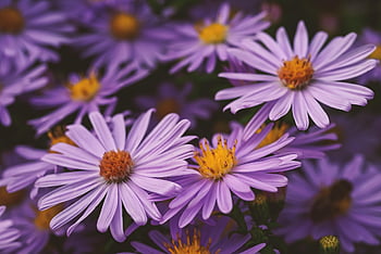 autumn, flower Background, flower Wallpaper, aster, beautiful Flowers, purple, yellow, flower, nature, petals, blooms At