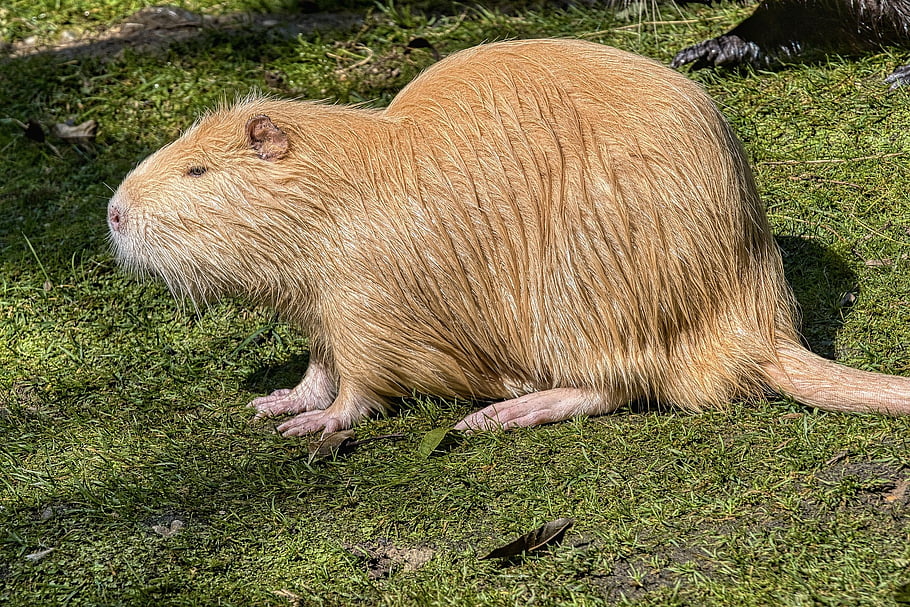 nutria, rodent, wild Animal, mammal, fur, tail, ears, feet, nature