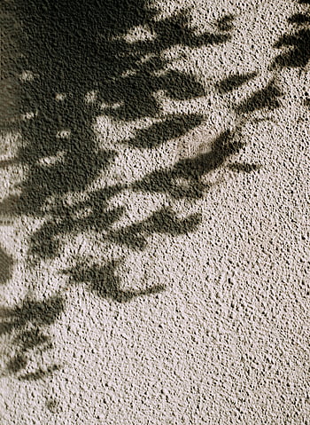 shadow of leaves, gray concrete wall, abstract shadows, textured concrete, play of light, wall texture, leaf shadows, concrete surface, natural light, shadow patterns, urban texture