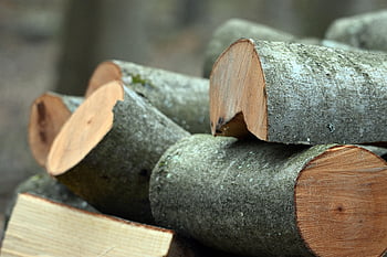 wood, timber, firewood, tree, beech, bark, fuel, stack, forest, nature, closeup
