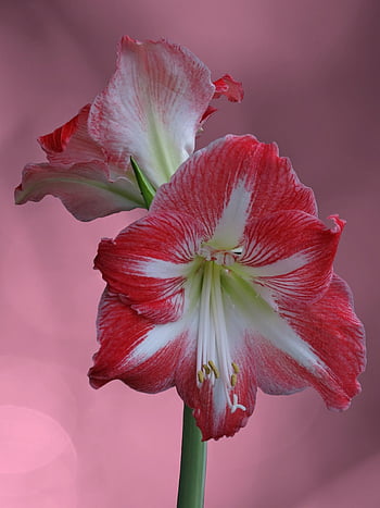 flower, flower Background, bloom, botany, blossom, nature, growth, flower Wallpaper, petals, beautiful Flowers, knight Star
