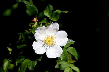 pink, rosebushes, white Color, simple Flower, flowering Shrubs, luminous, beautiful, romance, gentle, romantic, garden