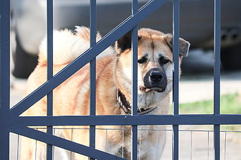 akita, dog, akita Inu, guard Dog, domestic Animal, gate, vigilant, guard, fence, fur, haired