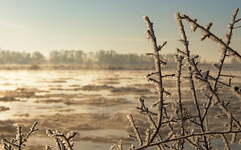 oksat, halla, auringonnousu, huurre, jääkiteitä, jää, lumi, talvi-, kylmä, talven taikuutta, oksia