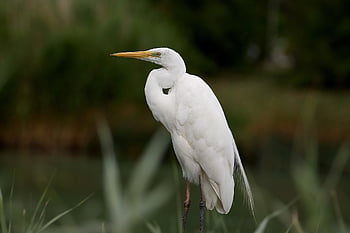 bird, egret, feathers, lake, plumage, avian, waterbird, birdwatching, wildlife, wildanimal, wild
